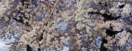 Spring!