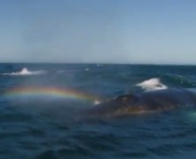 Sneezing a Rainbow!